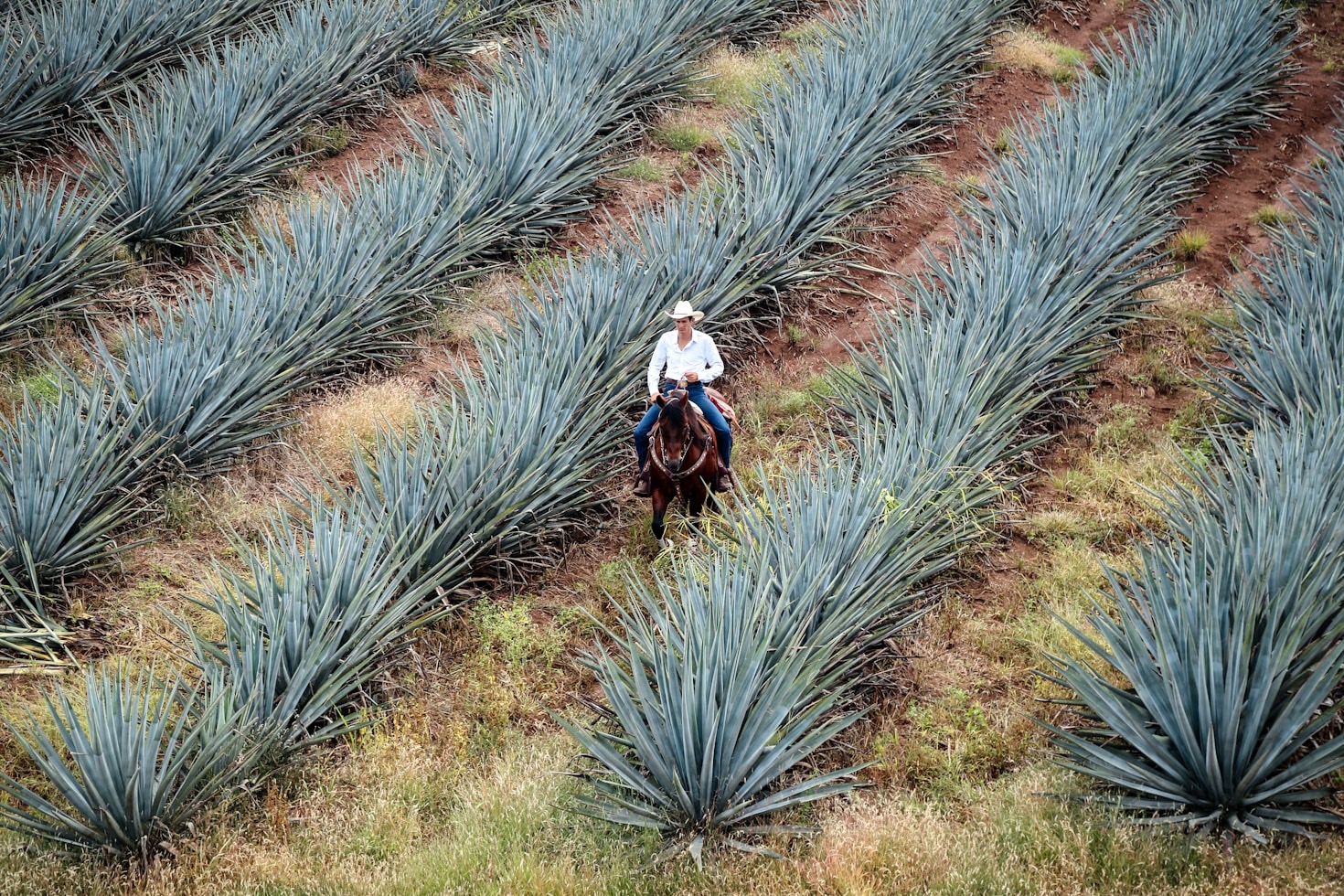 Tequila vs. Mezcal: Key Differences Explained